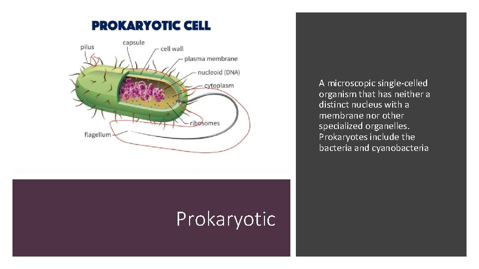 A microscopic single-celled organism that has neither a distinct nucleus with a membrane nor
