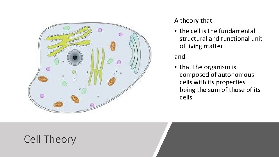 A theory that • the cell is the fundamental structural and functional unit of