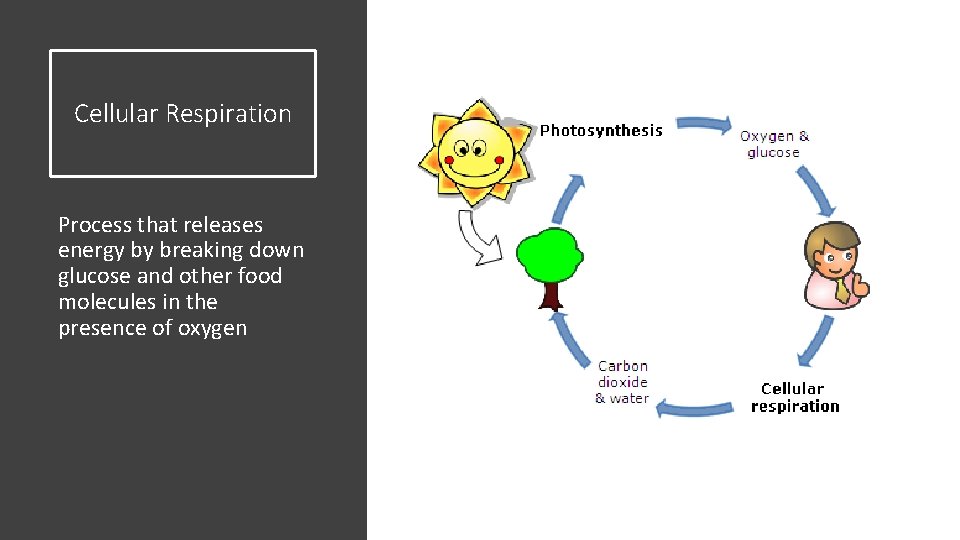 Cellular Respiration Process that releases energy by breaking down glucose and other food molecules