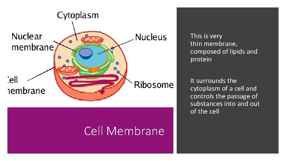 This is very thin membrane, composed of lipids and protein It surrounds the cytoplasm