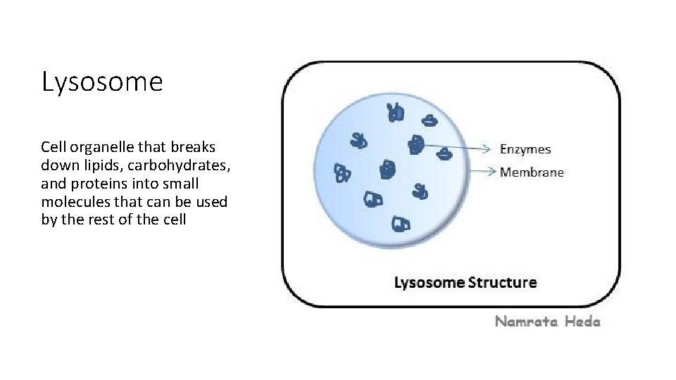 Lysosome Cell organelle that breaks down lipids, carbohydrates, and proteins into small molecules that