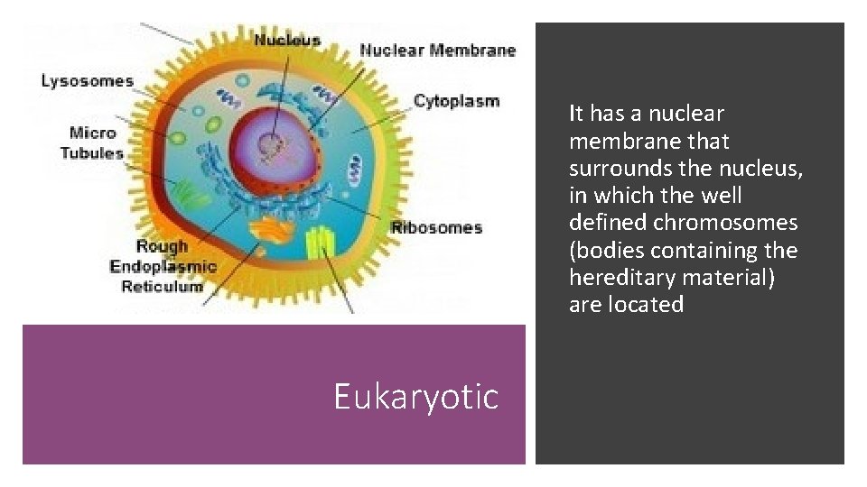 It has a nuclear membrane that surrounds the nucleus, in which the well defined