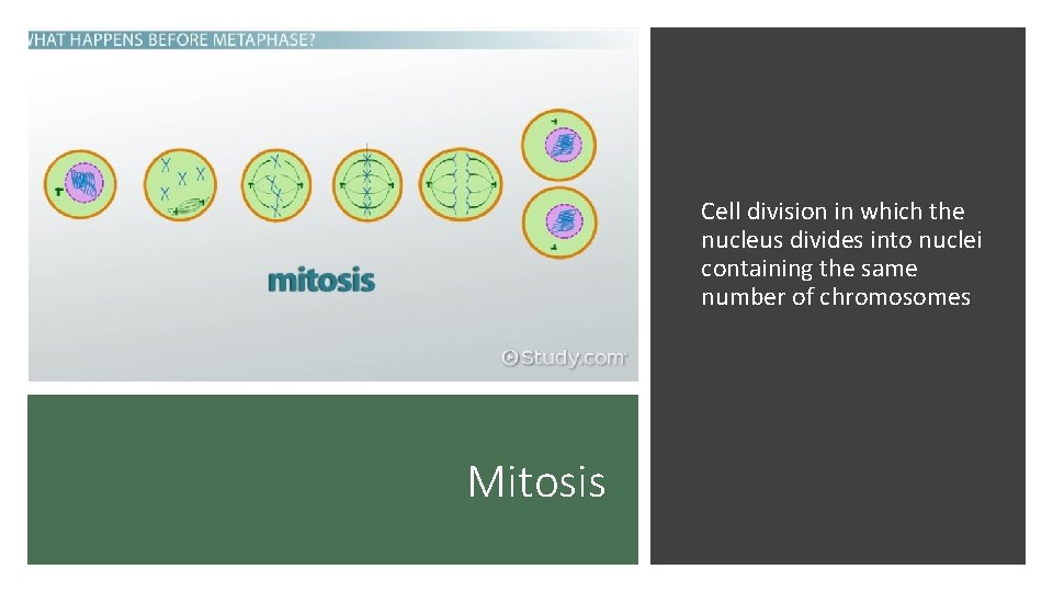 Cell division in which the nucleus divides into nuclei containing the same number of