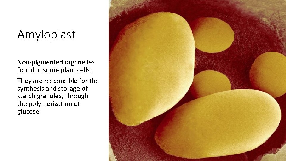 Amyloplast Non-pigmented organelles found in some plant cells. They are responsible for the synthesis