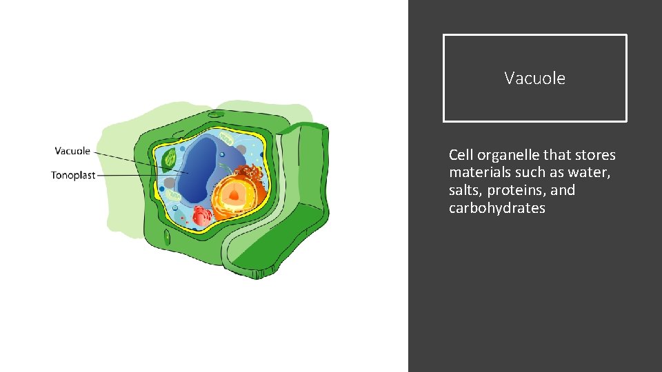 Vacuole Cell organelle that stores materials such as water, salts, proteins, and carbohydrates 