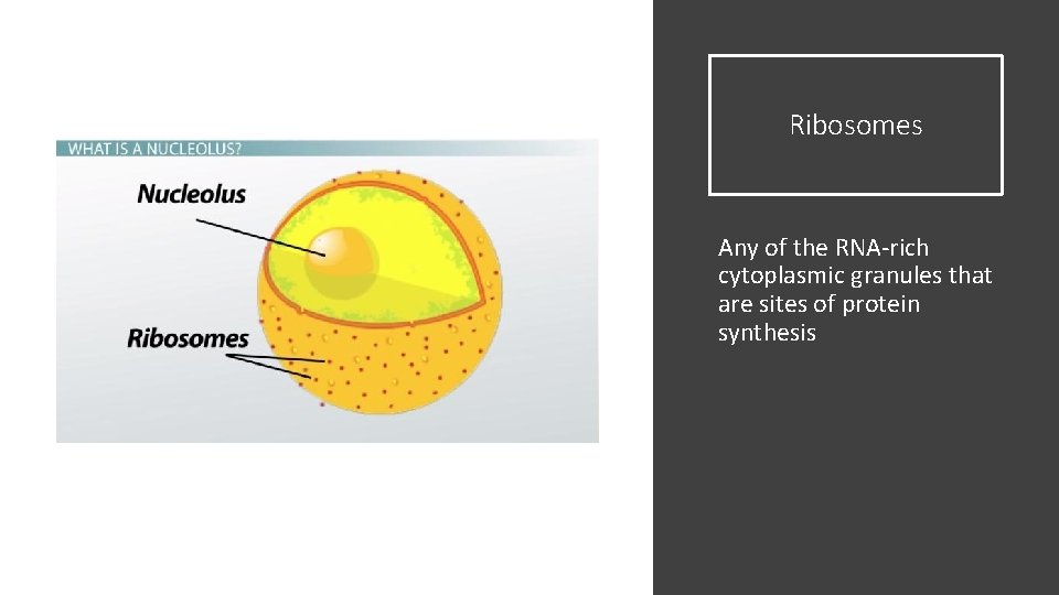Ribosomes Any of the RNA-rich cytoplasmic granules that are sites of protein synthesis 