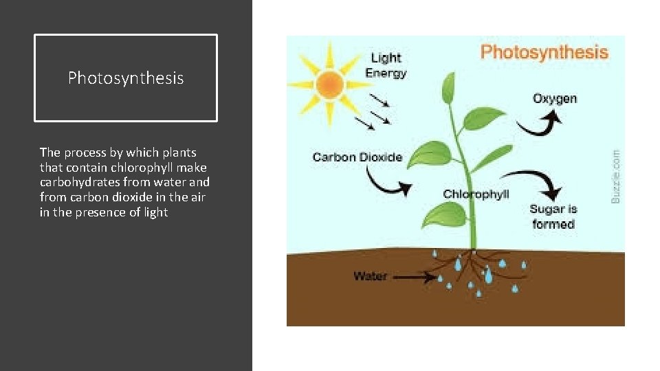 Photosynthesis The process by which plants that contain chlorophyll make carbohydrates from water and