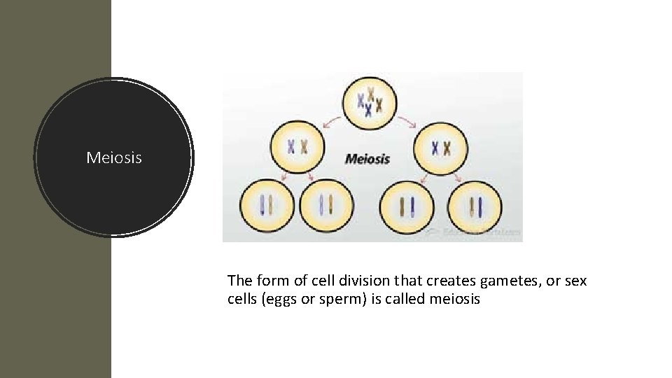 Meiosis The form of cell division that creates gametes, or sex cells (eggs or
