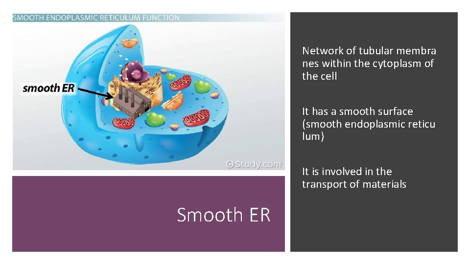 Network of tubular membra nes within the cytoplasm of the cell It has a