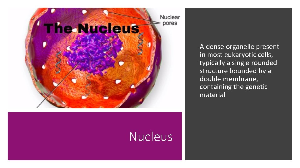 A dense organelle present in most eukaryotic cells, typically a single rounded structure bounded