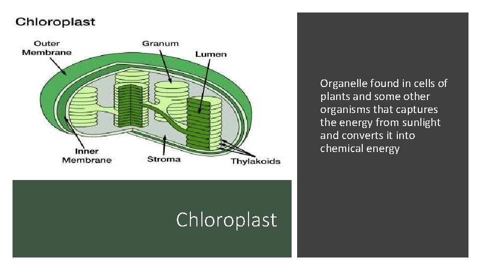 Organelle found in cells of plants and some other organisms that captures the energy