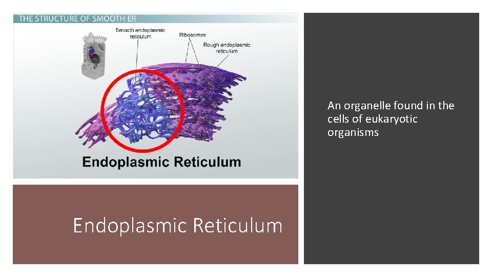 An organelle found in the cells of eukaryotic organisms Endoplasmic Reticulum 