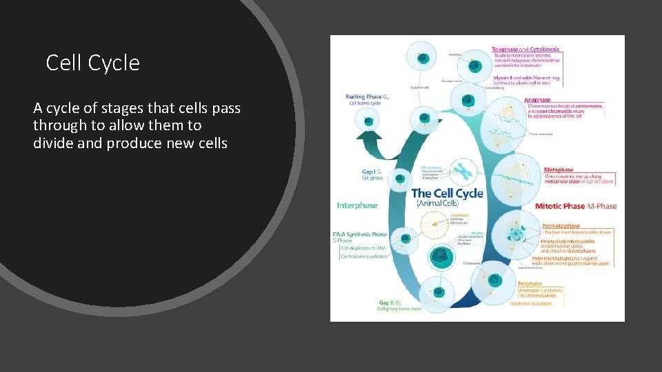 Cell Cycle A cycle of stages that cells pass through to allow them to