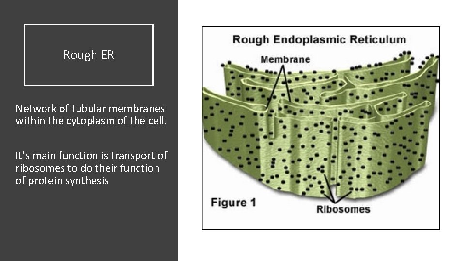 Rough ER Network of tubular membranes within the cytoplasm of the cell. It’s main