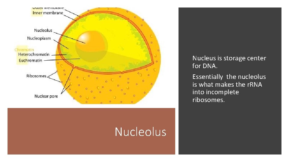 Nucleus is storage center for DNA. Essentially the nucleolus is what makes the r.