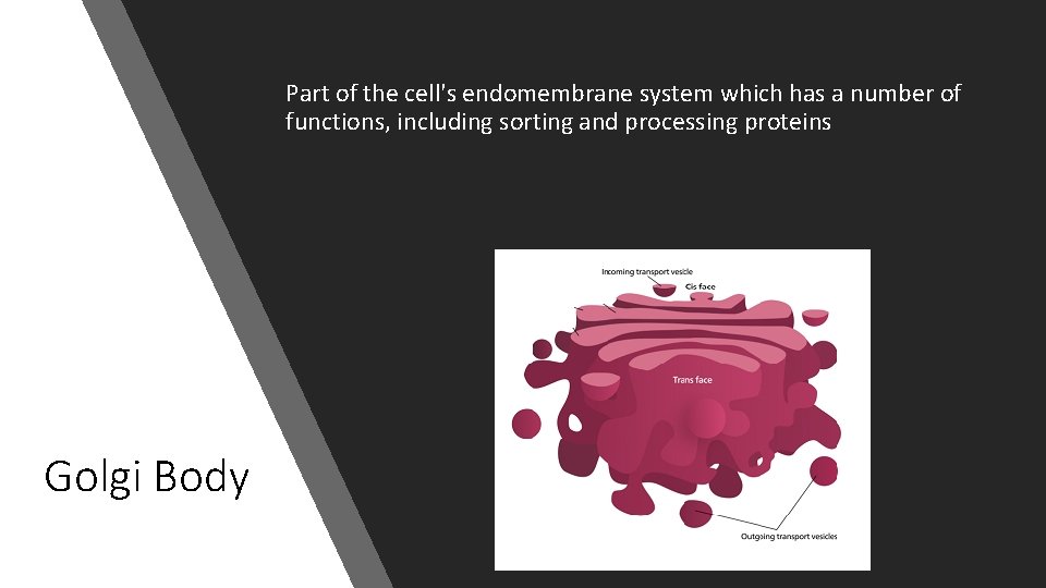 Part of the cell's endomembrane system which has a number of functions, including sorting