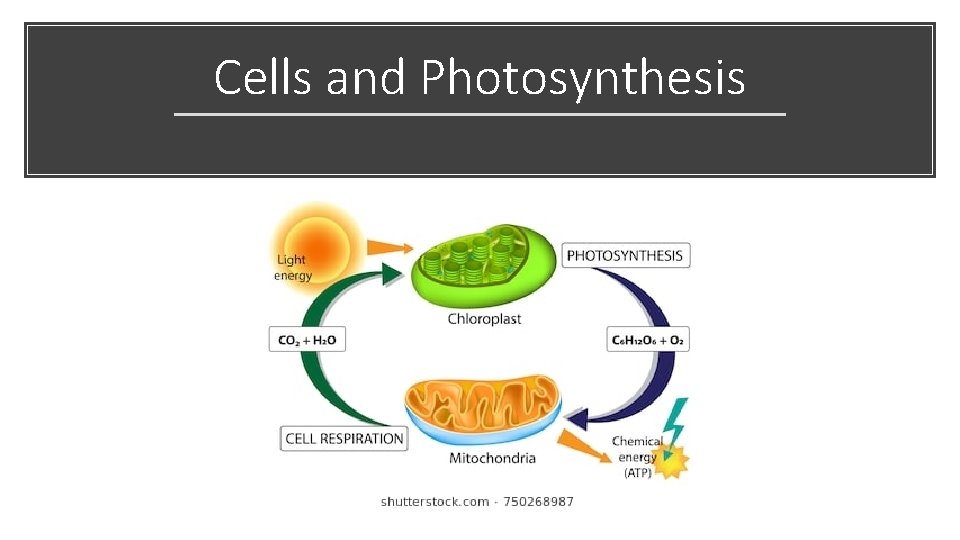 Cells and Photosynthesis 