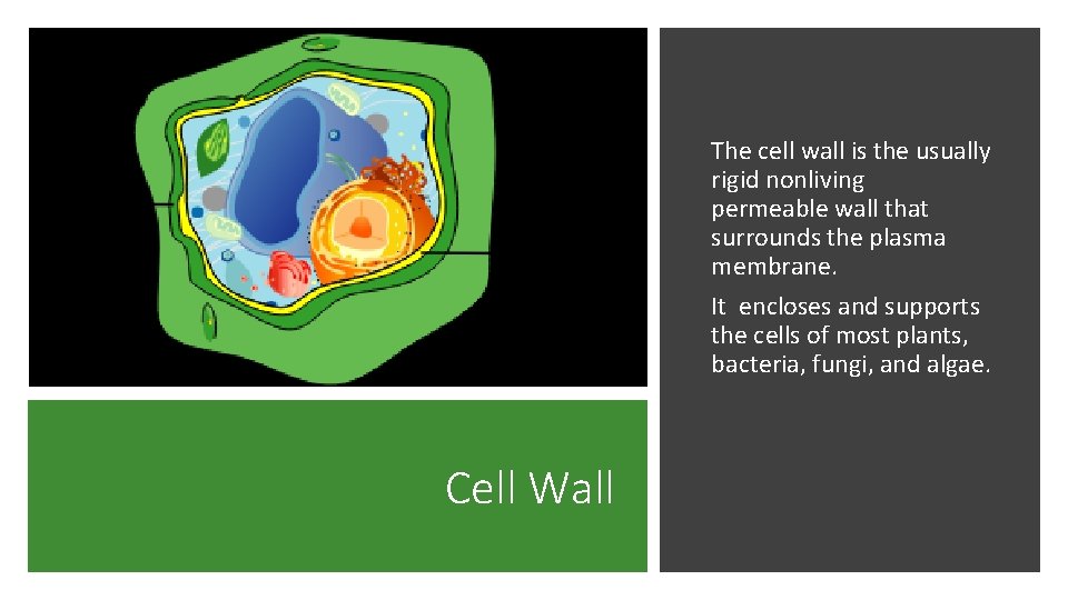 The cell wall is the usually rigid nonliving permeable wall that surrounds the plasma