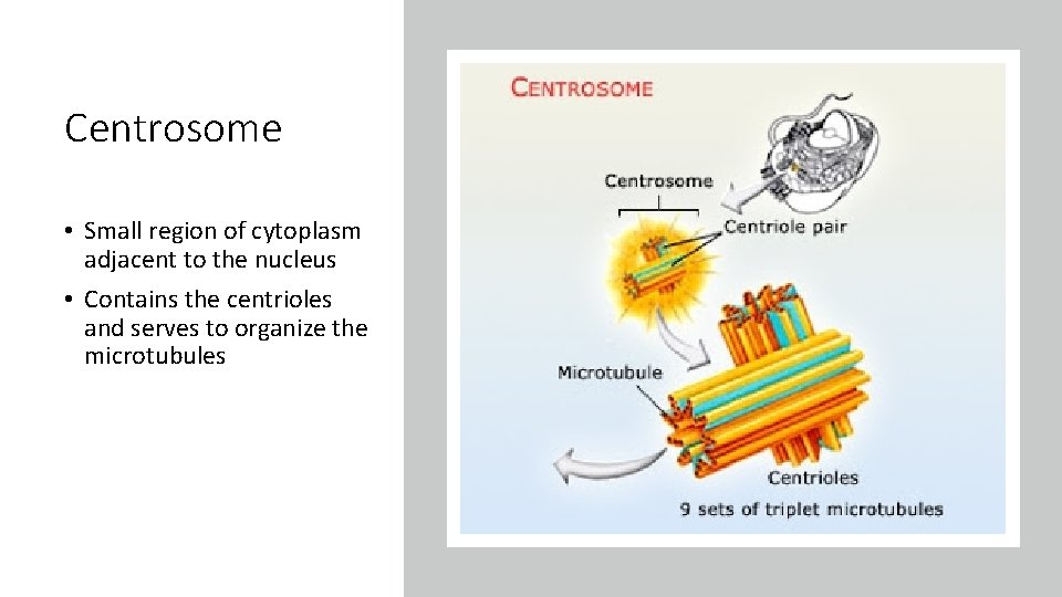 Centrosome • Small region of cytoplasm adjacent to the nucleus • Contains the centrioles