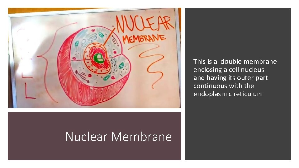 This is a double membrane enclosing a cell nucleus and having its outer part
