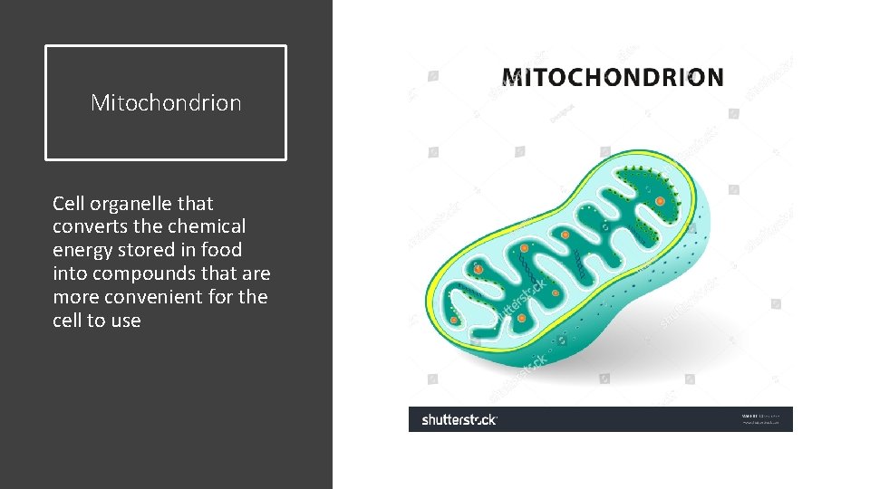 Mitochondrion Cell organelle that converts the chemical energy stored in food into compounds that