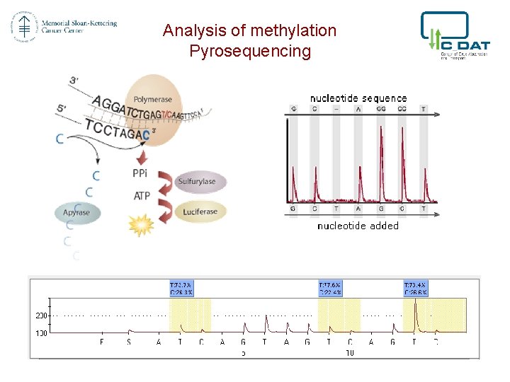 Analysis of methylation Pyrosequencing 