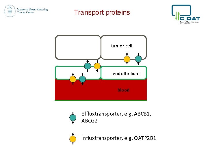 Transport proteins tumor cell endothelium blood Effluxtransporter, e. g. ABCB 1, ABCG 2 Influxtransporter,