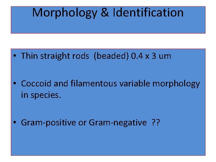 Morphology & Identification • Thin straight rods (beaded) 0. 4 x 3 um •