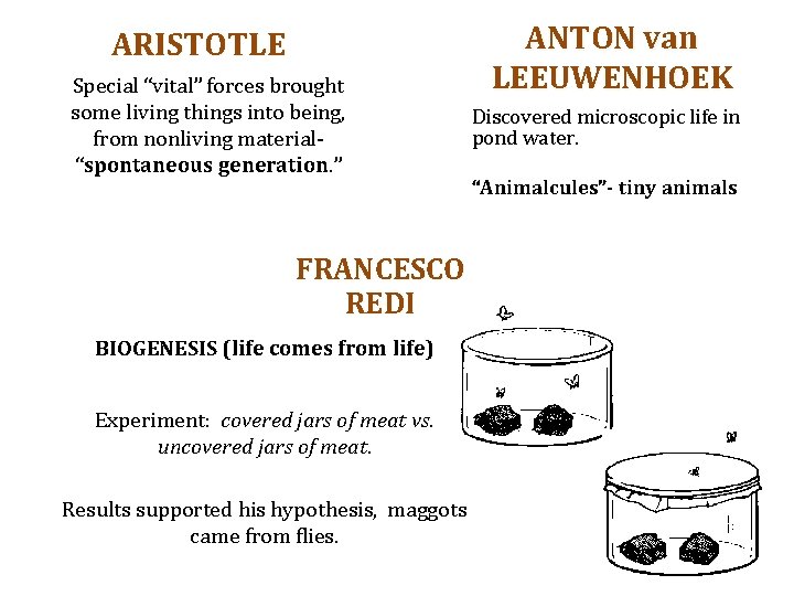 ARISTOTLE Special “vital” forces brought some living things into being, from nonliving material“spontaneous generation.
