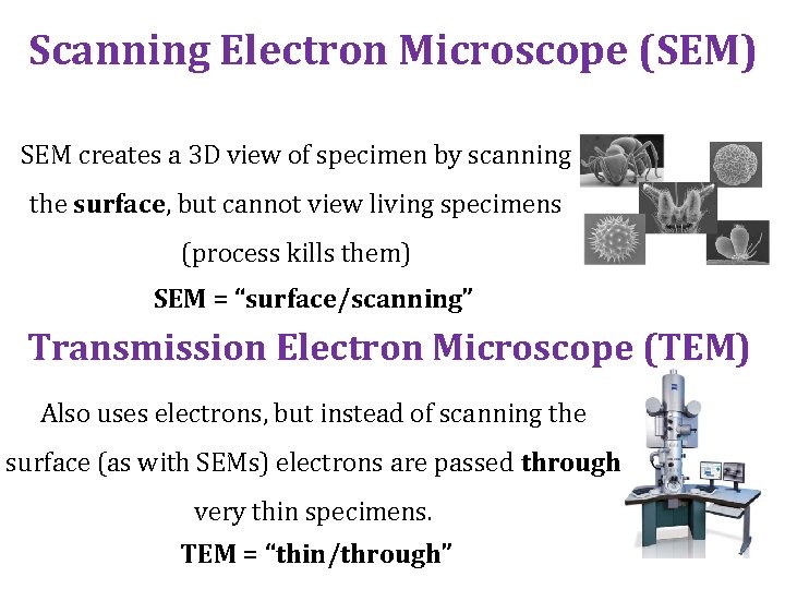Scanning Electron Microscope (SEM) SEM creates a 3 D view of specimen by scanning