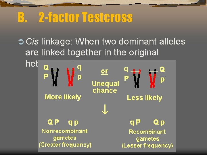 B. 2 -factor Testcross Ü Cis linkage: When two dominant alleles are linked together