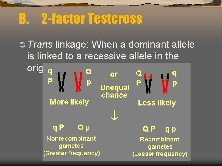 B. 2 -factor Testcross Ü Trans linkage: When a dominant allele is linked to
