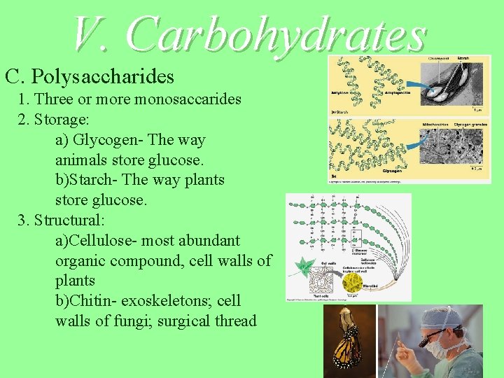 V. Carbohydrates C. Polysaccharides 1. Three or more monosaccarides 2. Storage: a) Glycogen- The