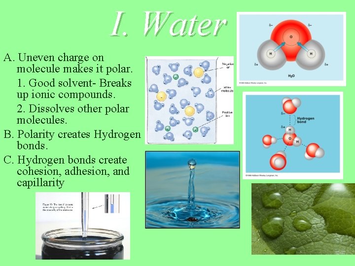I. Water A. Uneven charge on molecule makes it polar. 1. Good solvent- Breaks