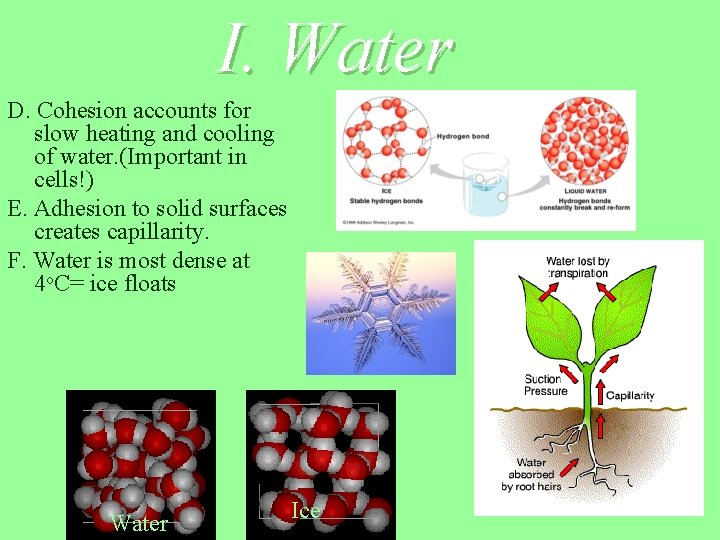 I. Water D. Cohesion accounts for slow heating and cooling of water. (Important in