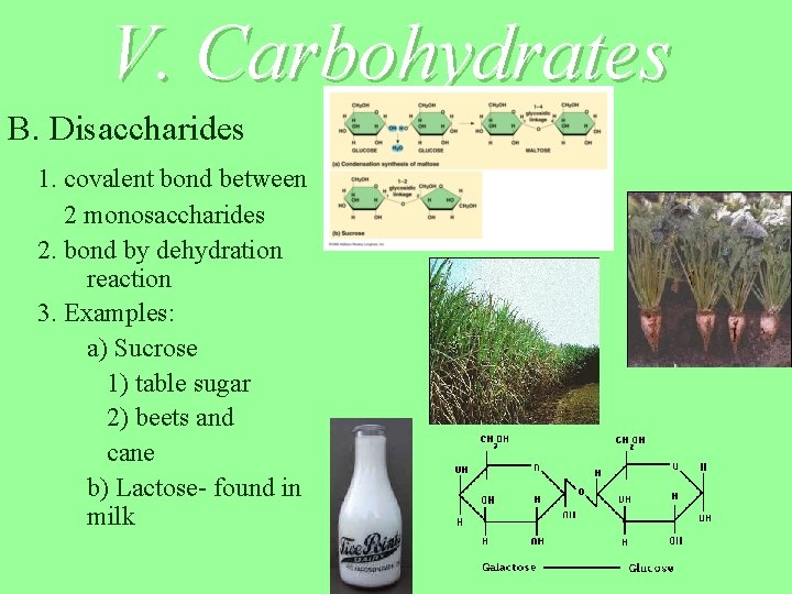 V. Carbohydrates B. Disaccharides 1. covalent bond between 2 monosaccharides 2. bond by dehydration