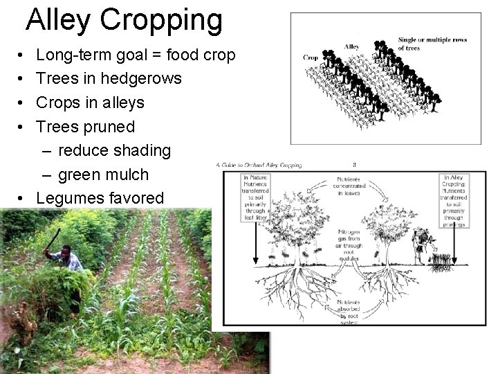Alley Cropping • • Long-term goal = food crop Trees in hedgerows Crops in
