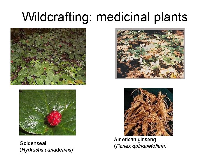 Wildcrafting: medicinal plants Goldenseal (Hydrastis canadensis) American ginseng (Panax quinquefolium) 