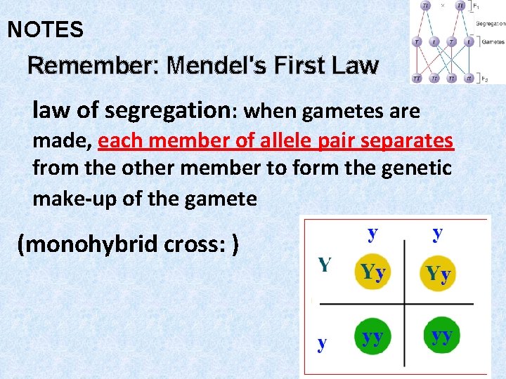 NOTES Remember: Mendel's First Law law of segregation: when gametes are made, each member