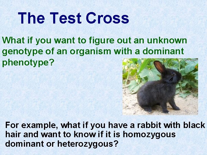 The Test Cross What if you want to figure out an unknown genotype of