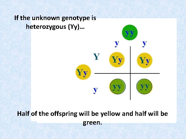 If the unknown genotype is heterozygous (Yy)… Half of the offspring will be yellow