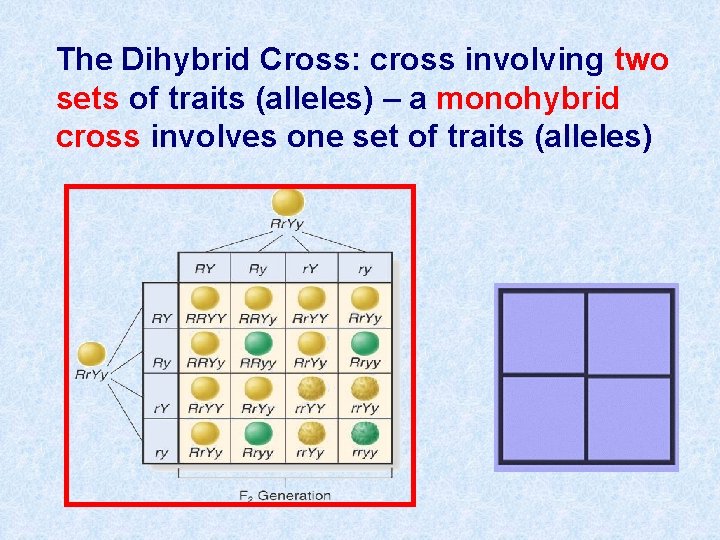 The Dihybrid Cross: cross involving two sets of traits (alleles) – a monohybrid cross