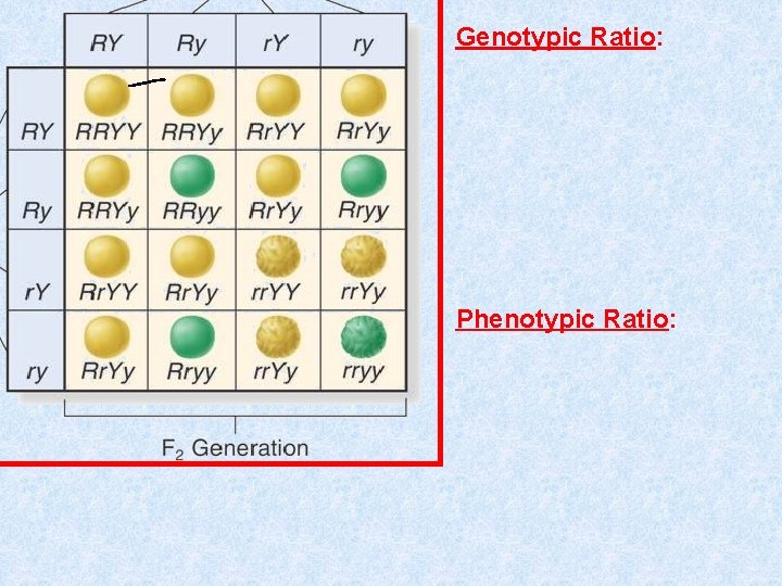 Genotypic Ratio: Phenotypic Ratio: 