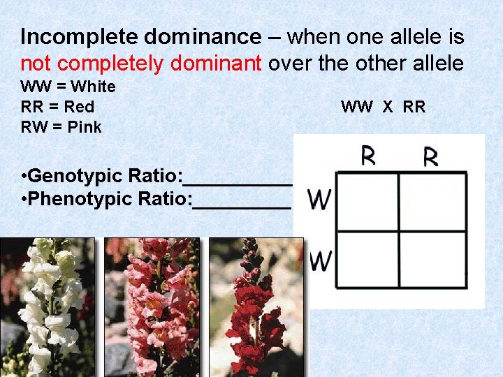 Incomplete dominance – when one allele is not completely dominant over the other allele