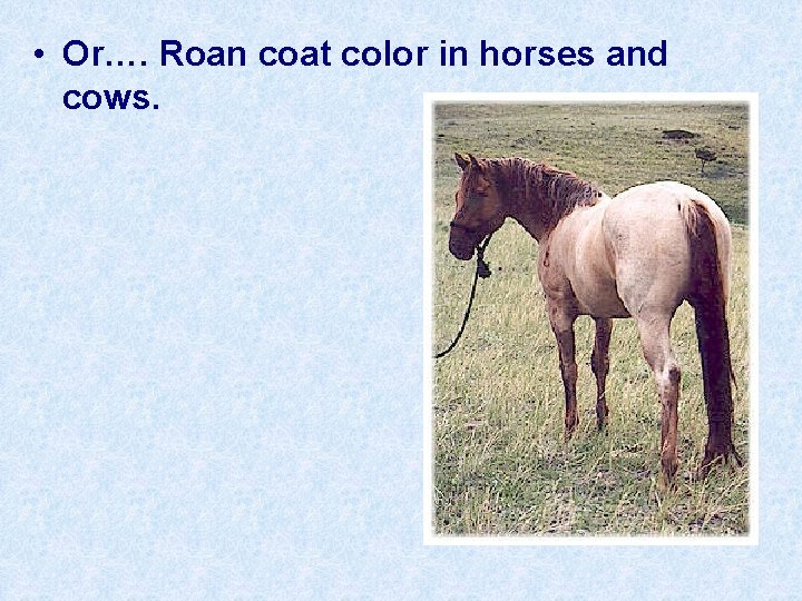  • Or…. Roan coat color in horses and cows. 