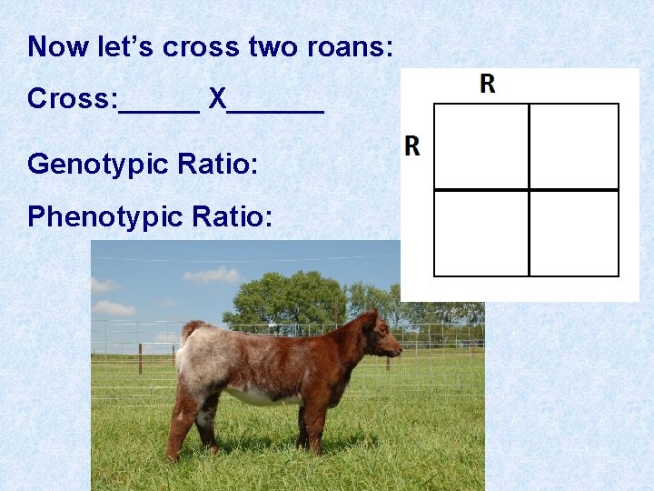 Now let’s cross two roans: Cross: _____ X______ Genotypic Ratio: Phenotypic Ratio: 
