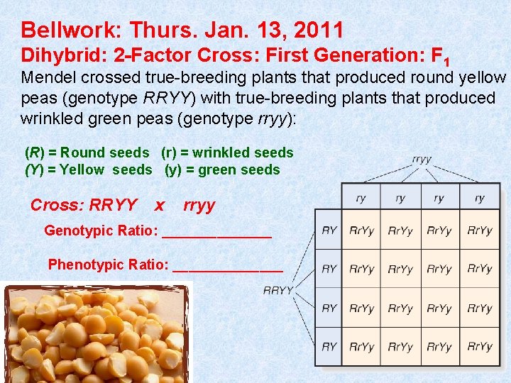 Bellwork: Thurs. Jan. 13, 2011 Dihybrid: 2 -Factor Cross: First Generation: F 1 Mendel