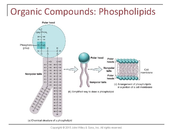 Organic Compounds: Phospholipids Copyright © 2015 John Wiley & Sons, Inc. All rights reserved.