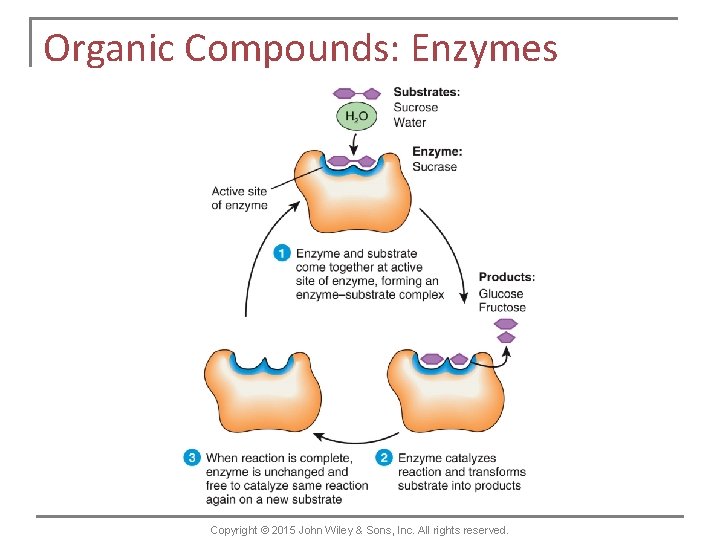 Organic Compounds: Enzymes Copyright © 2015 John Wiley & Sons, Inc. All rights reserved.