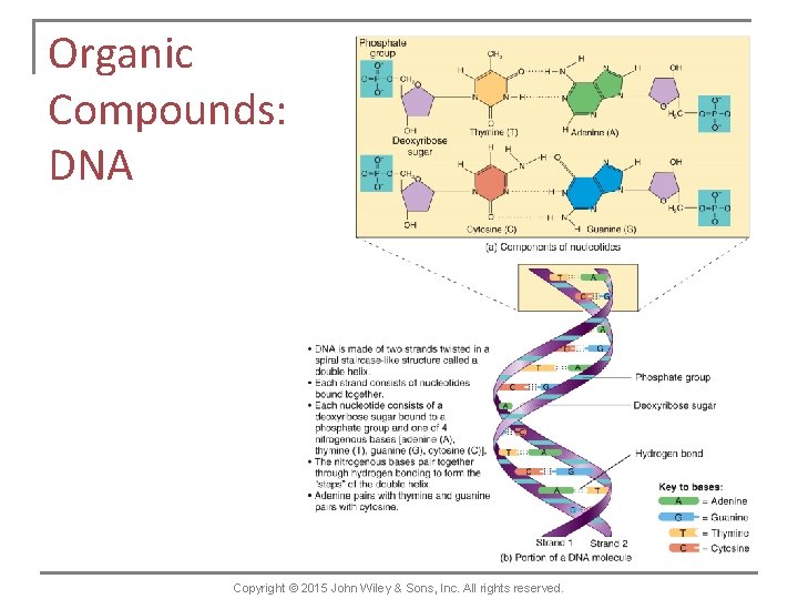 Organic Compounds: DNA Copyright © 2015 John Wiley & Sons, Inc. All rights reserved.